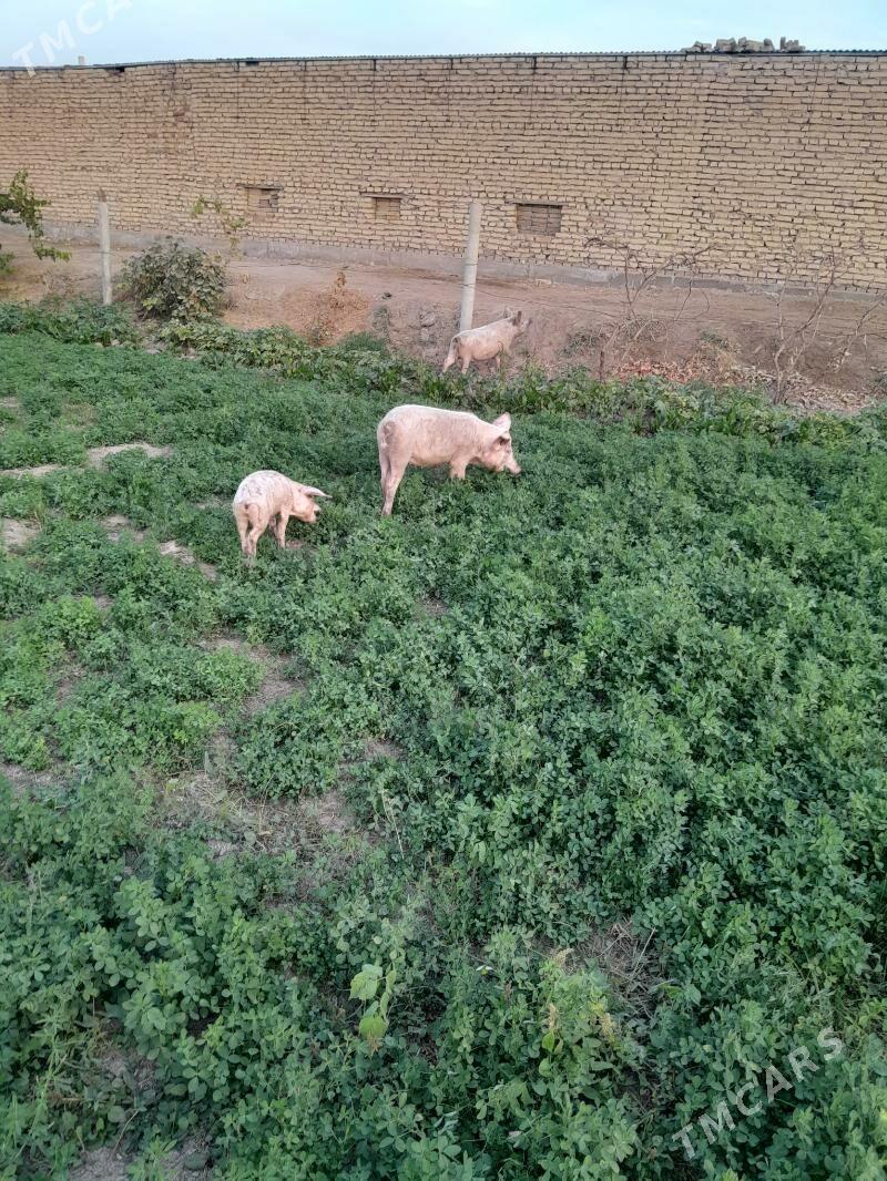 Doñuz - Саят - img 1