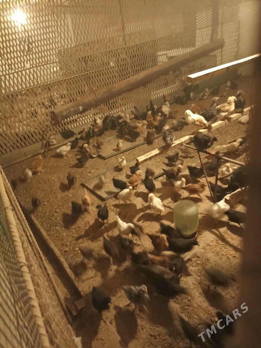 juje - Чарджоу - img 1