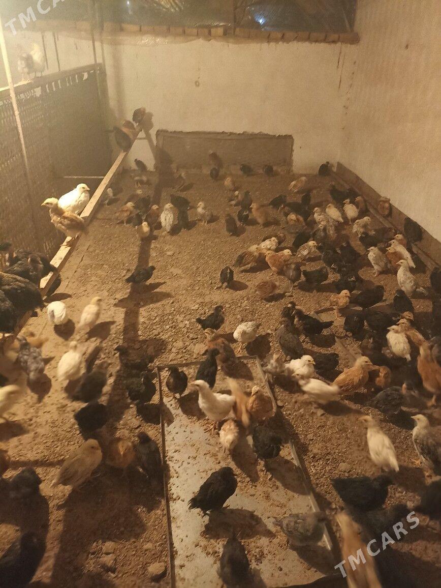 juje - Чарджоу - img 2