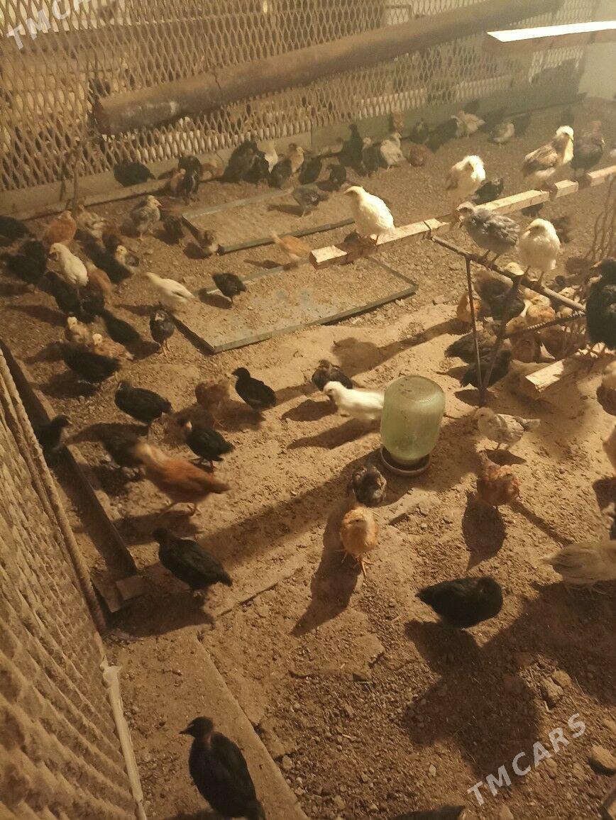 juje - Чарджоу - img 3