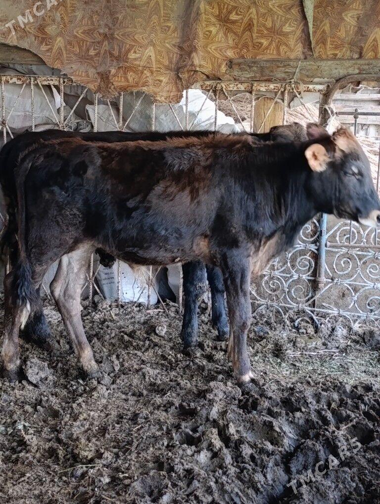 Okuz - Ашхабад - img 4