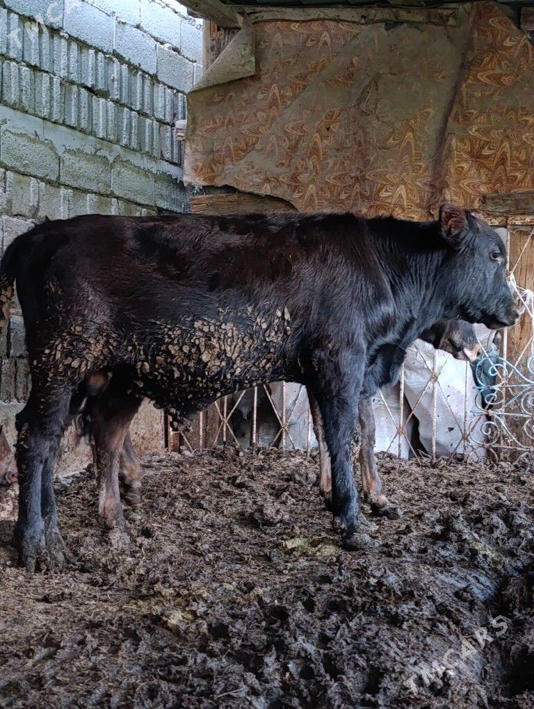 Okuz - Ашхабад - img 2