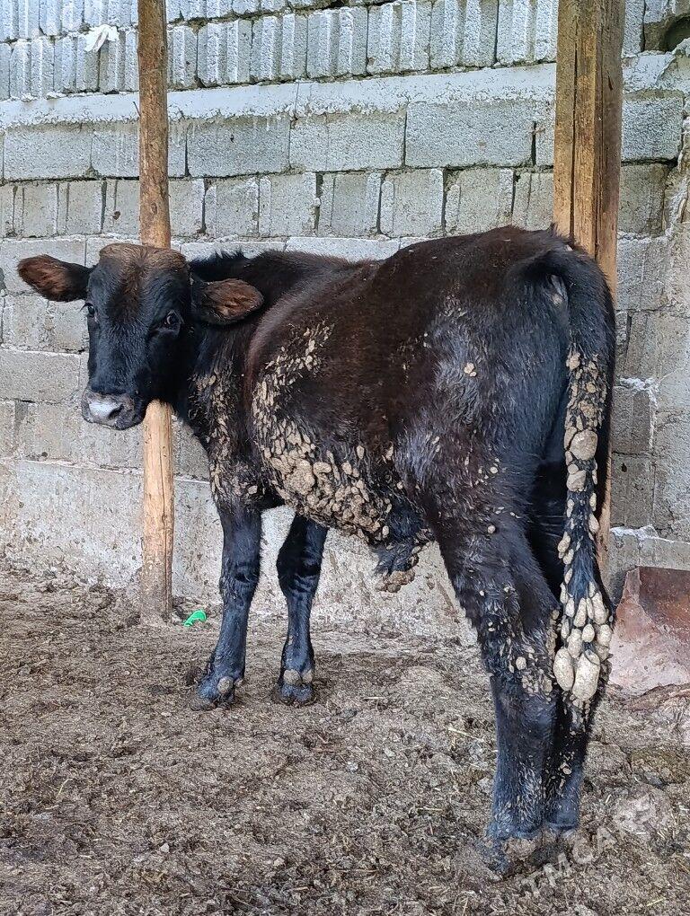 Okuz - Ашхабад - img 6