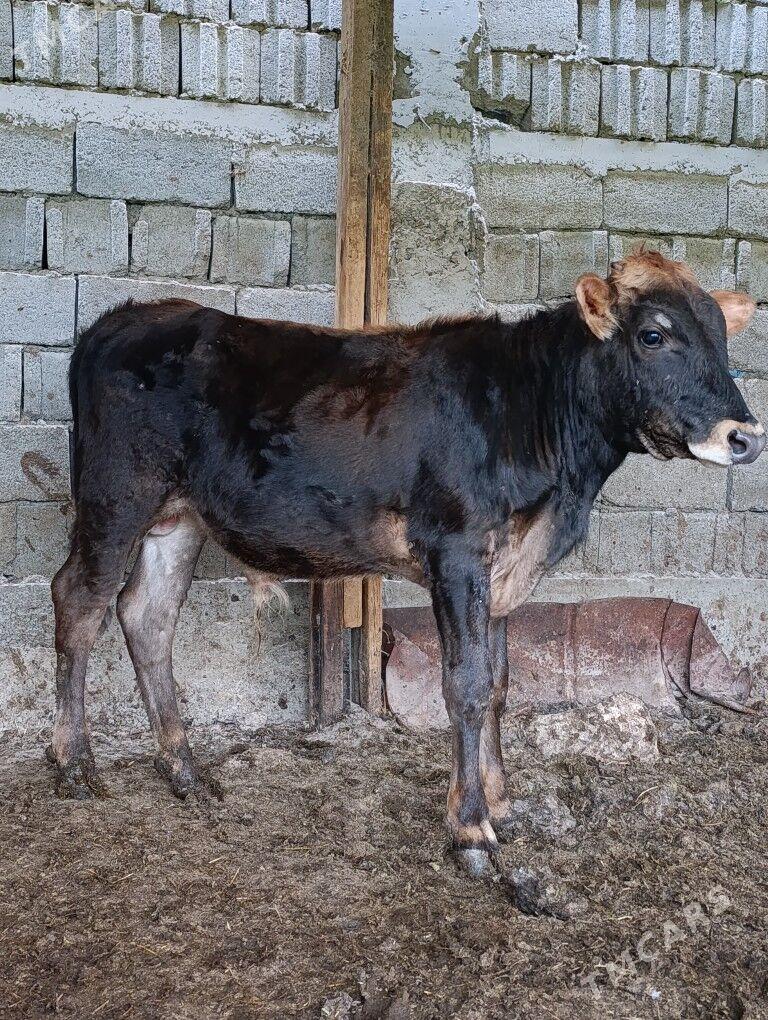 Okuz - Ашхабад - img 5