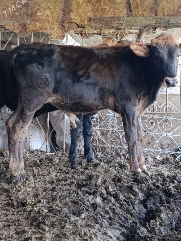 Okuz - Ашхабад - img 3