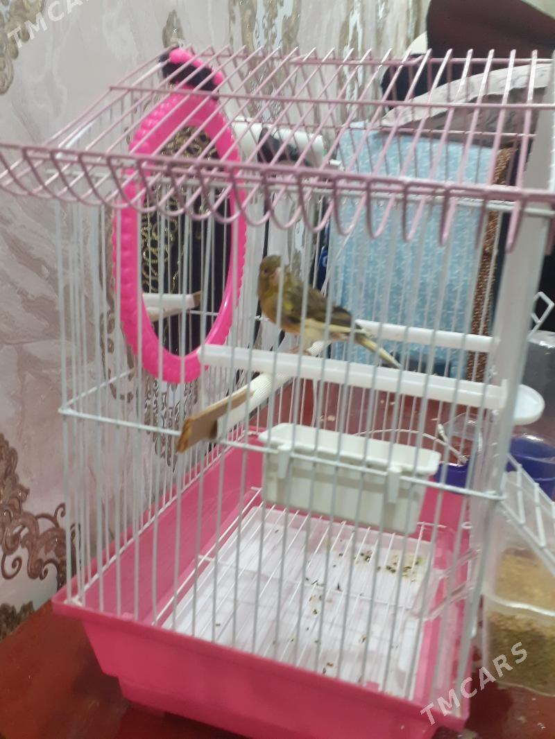 kanareyka - Туркменабат - img 2