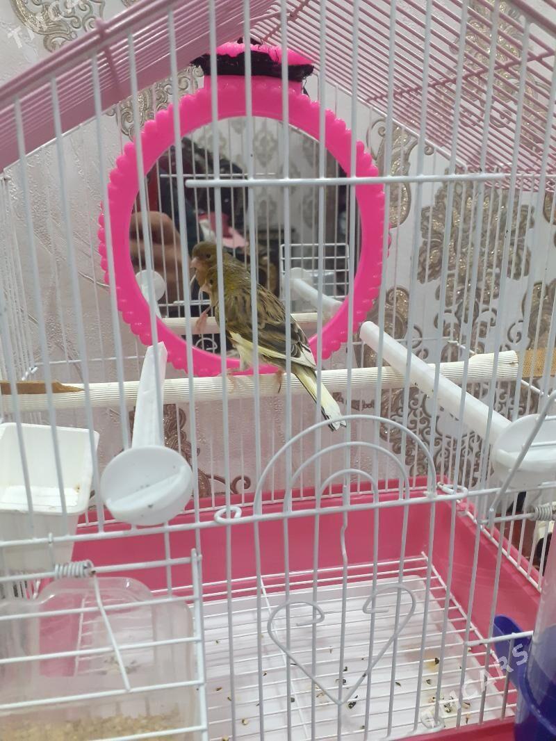 kanareyka - Туркменабат - img 3