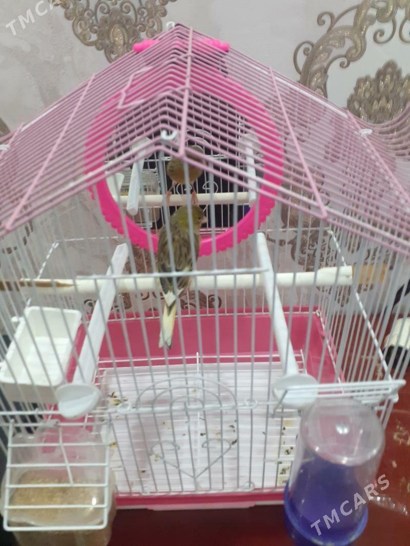 kanareyka - Türkmenabat - img 1