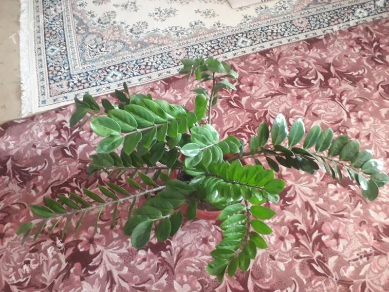 фикус - Туркменабат - img 2
