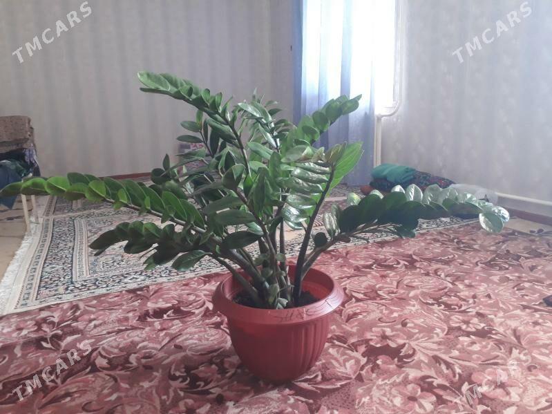 фикус - Туркменабат - img 3