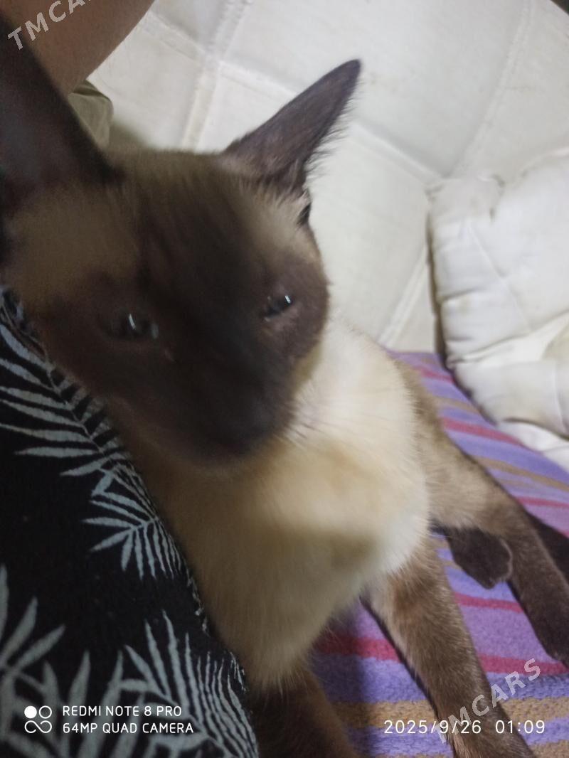 Сиямская Siamskiy - Aşgabat - img 2