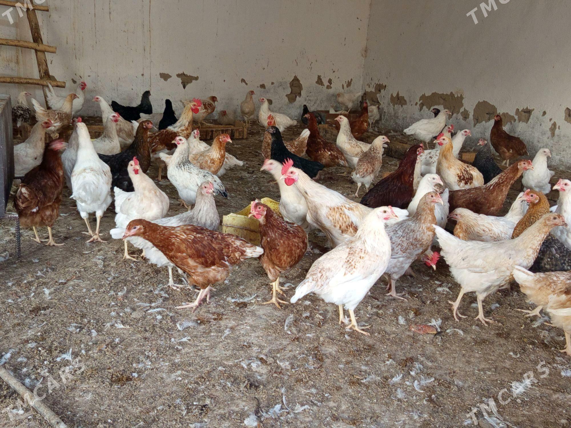 Towuklar - Murgap - img 2