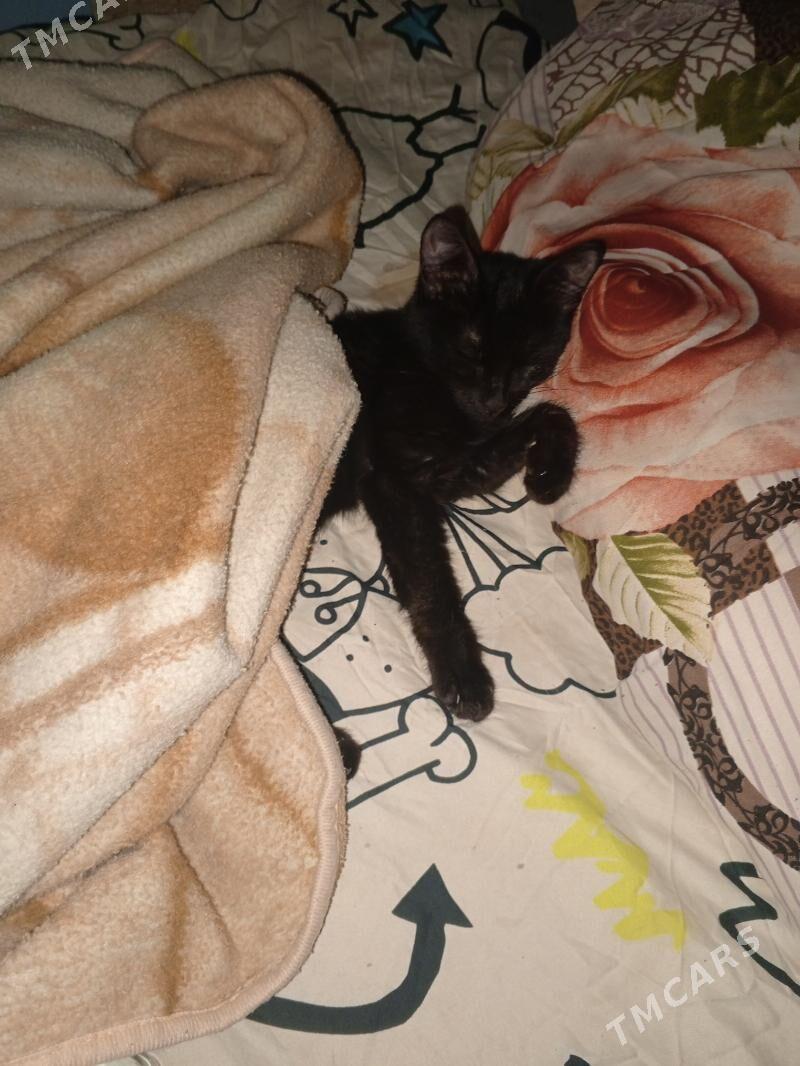 отдам котёночка  - Aşgabat - img 3