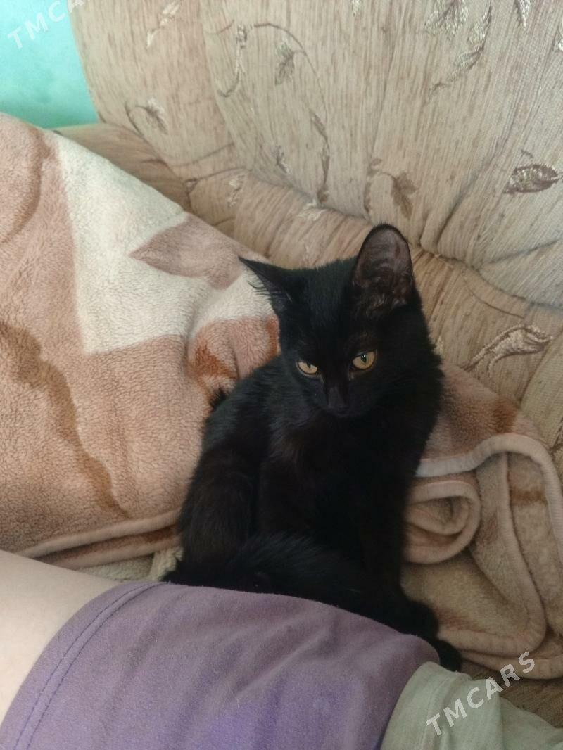 отдам котёночка  - Aşgabat - img 2