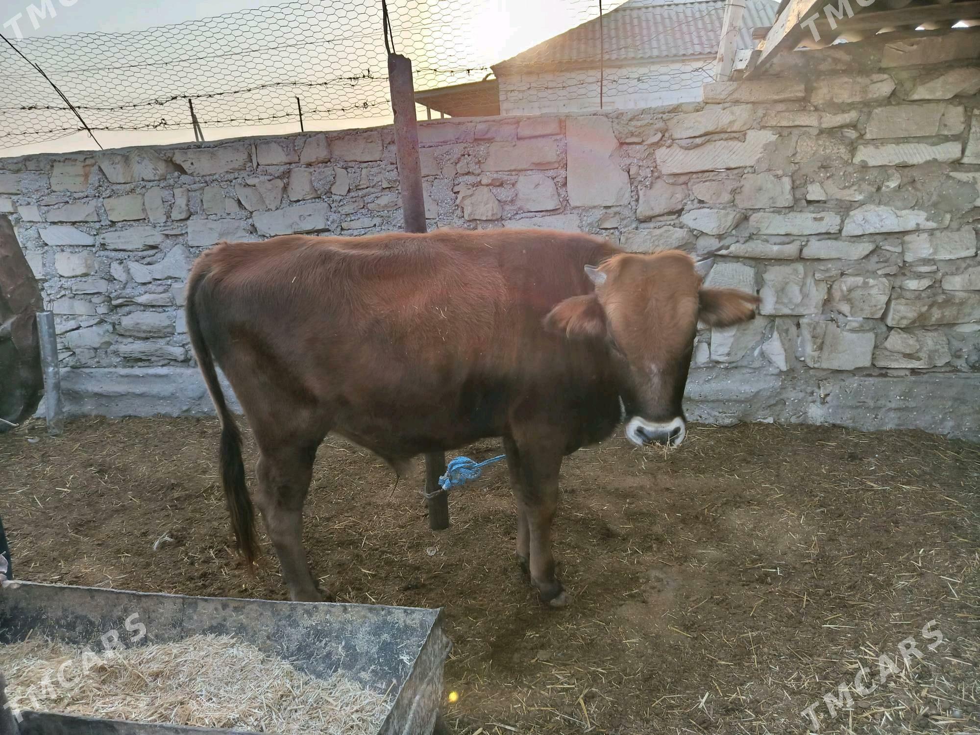 Öküz - Esenguly - img 3