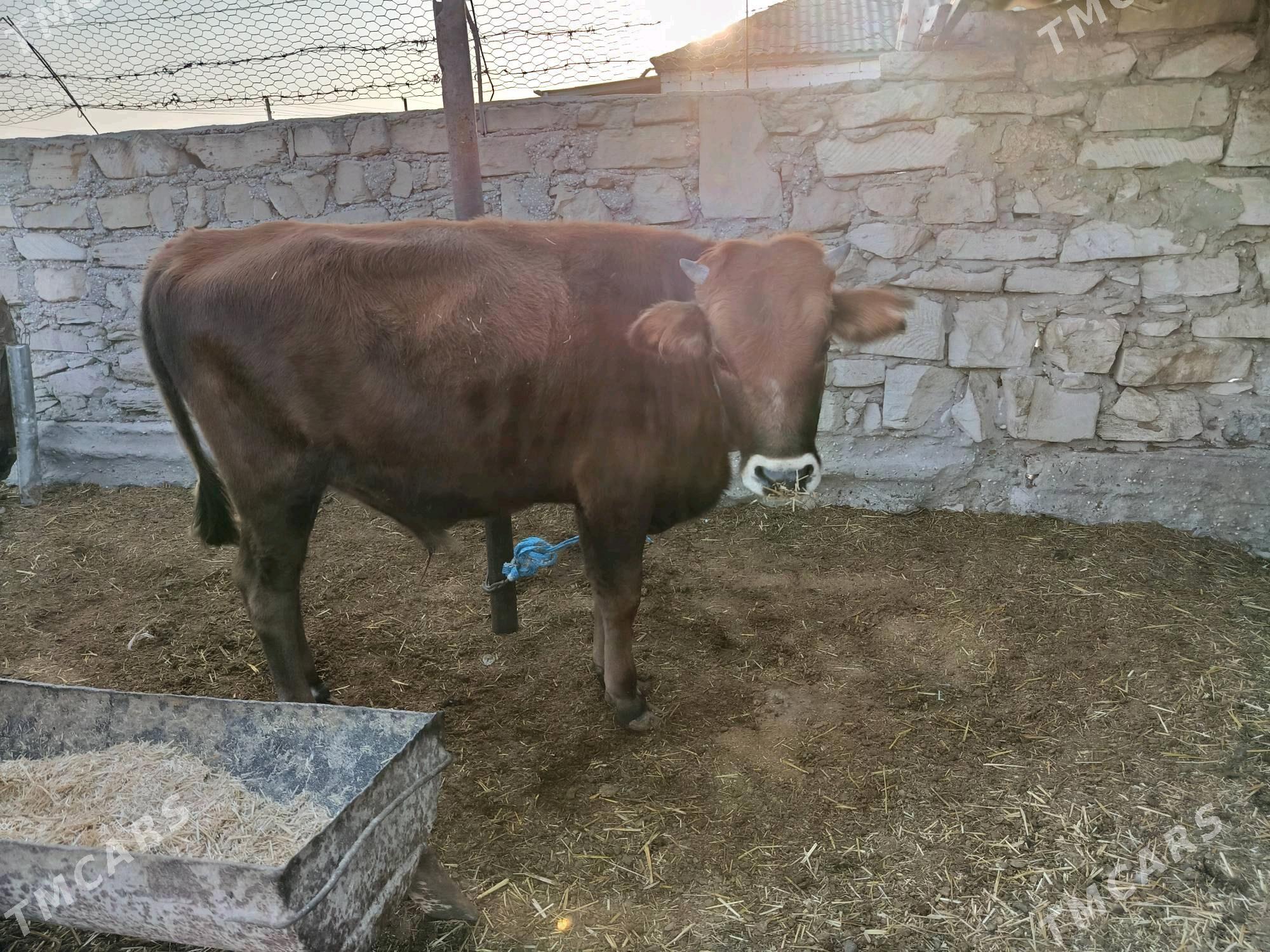 Öküz - Esenguly - img 2