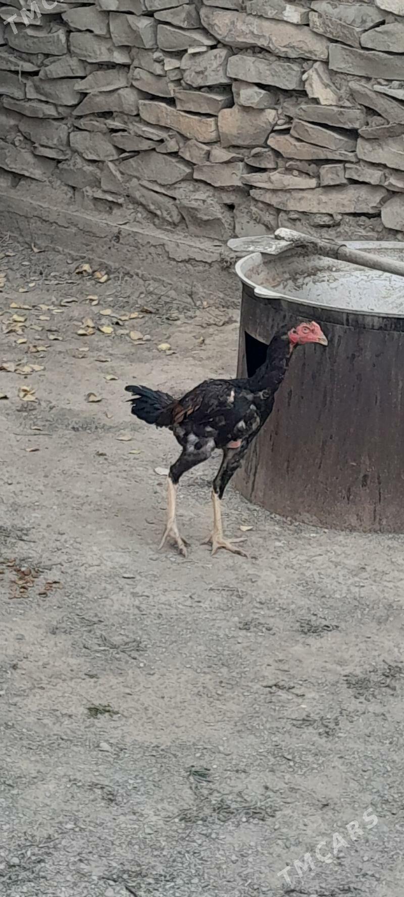 taşkent horoz abmen - Bäherden - img 1