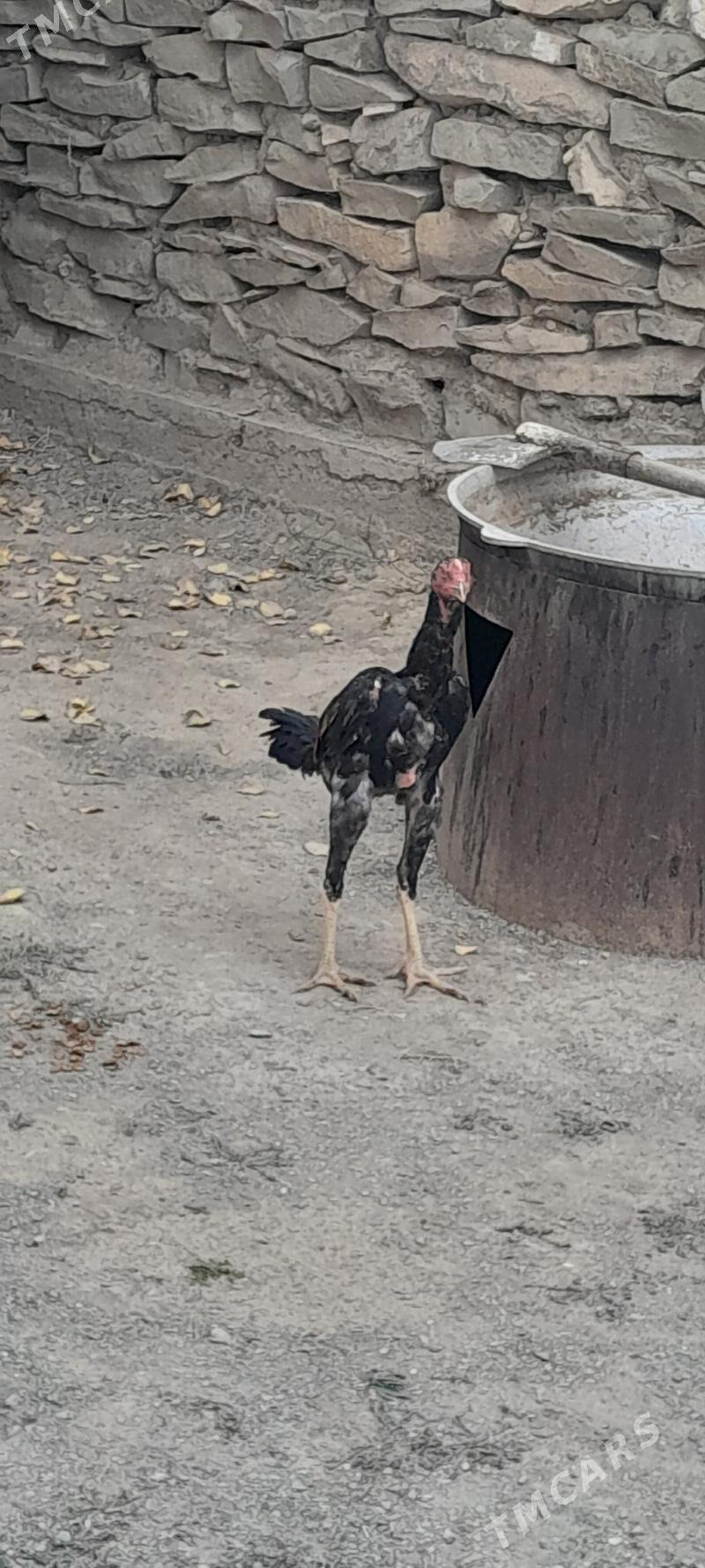 taşkent horoz abmen - Bäherden - img 2