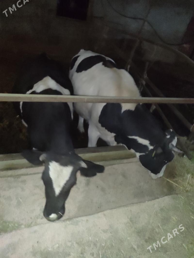 Sygyr - Bäherden - img 1