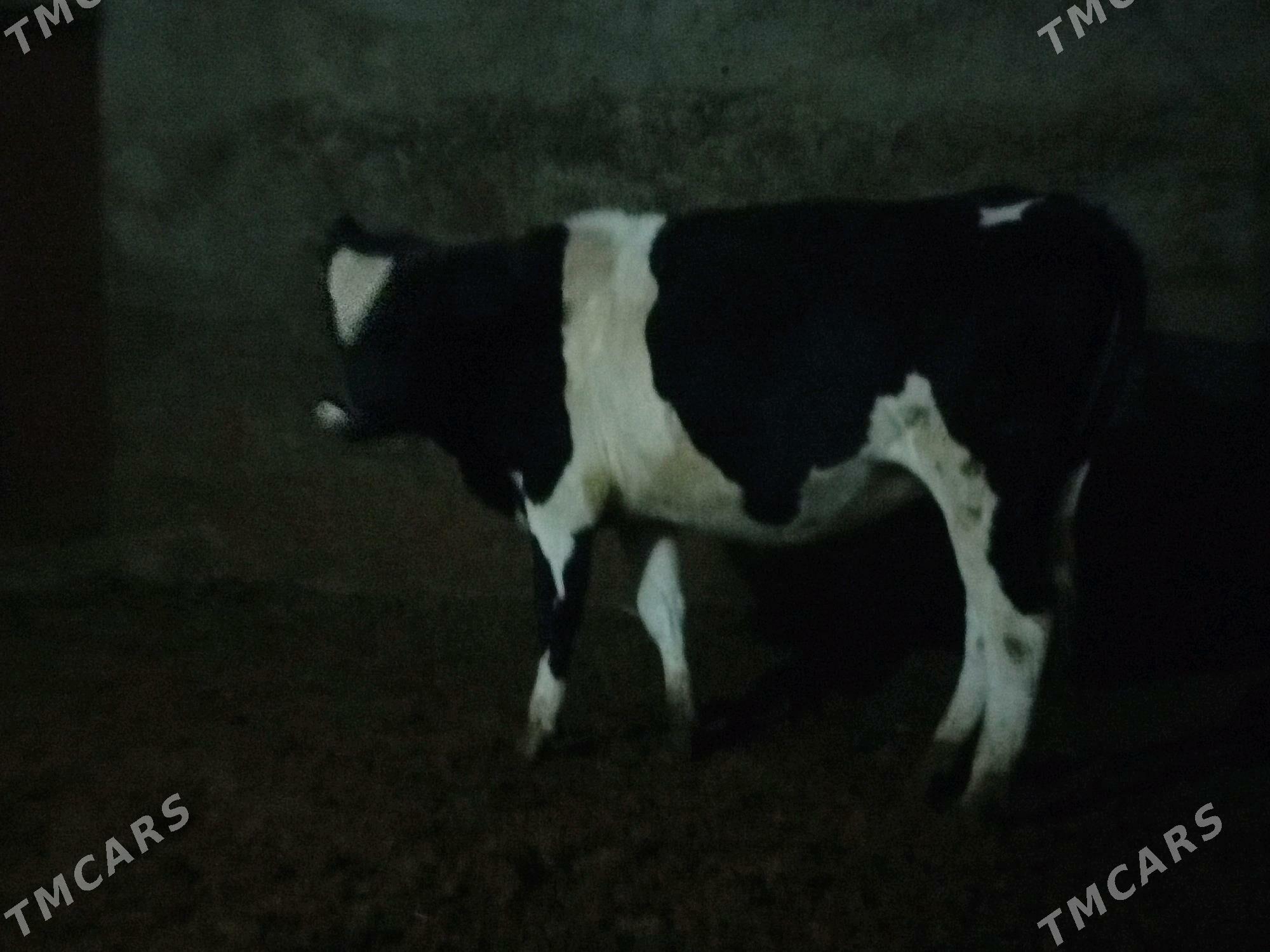 Sygyr - Bäherden - img 4