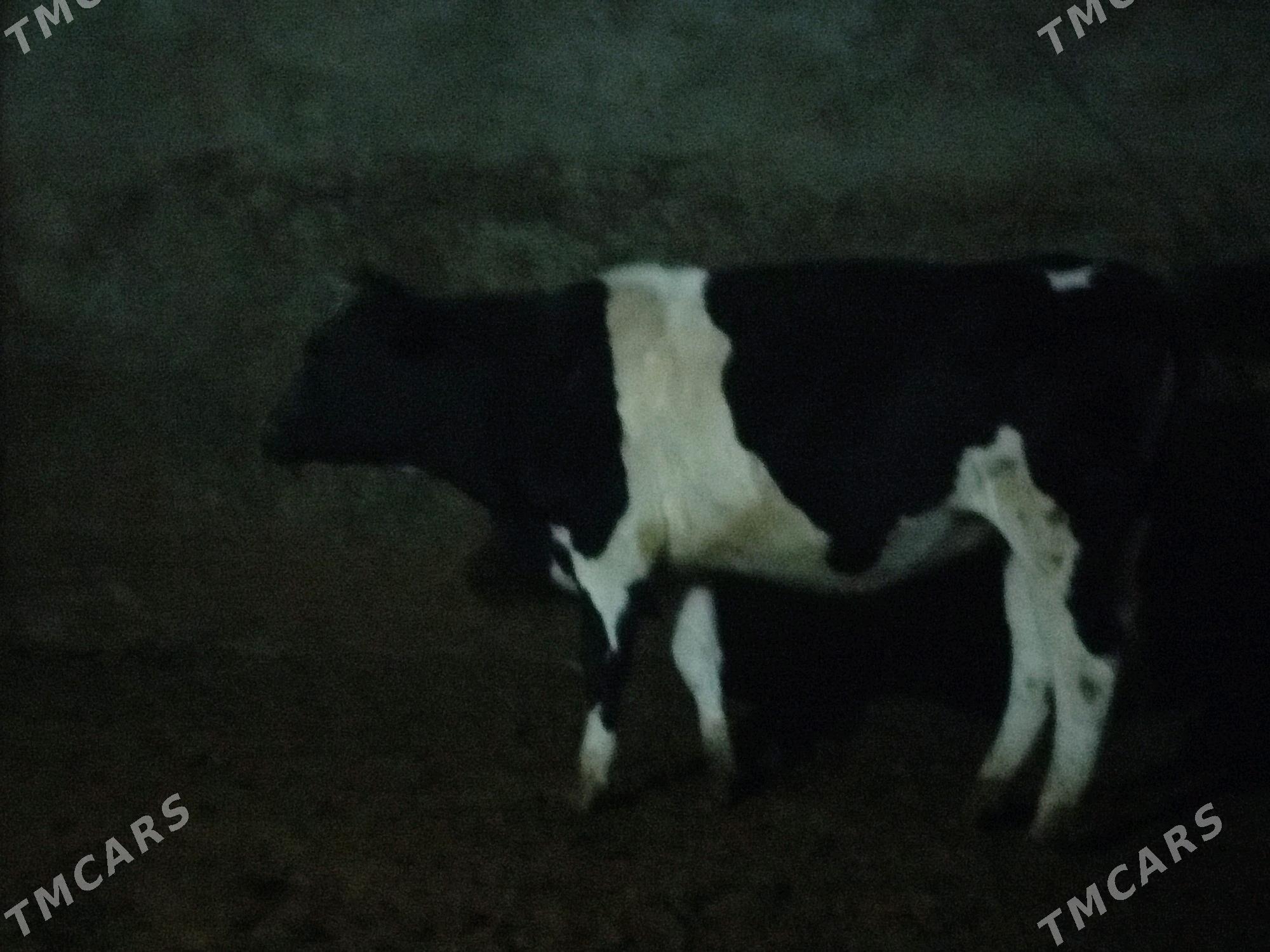 Sygyr - Bäherden - img 3