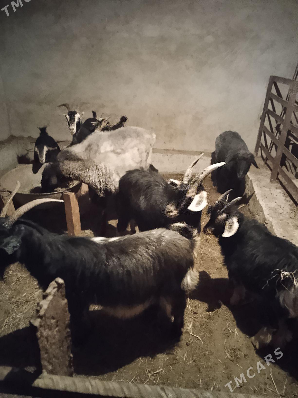 geciler cebisler - Babadaýhan - img 2