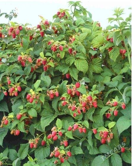 Малина - Кипджак - img 2