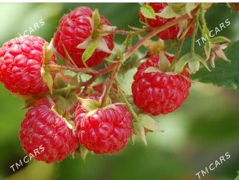 Малина - Кипджак - img 1