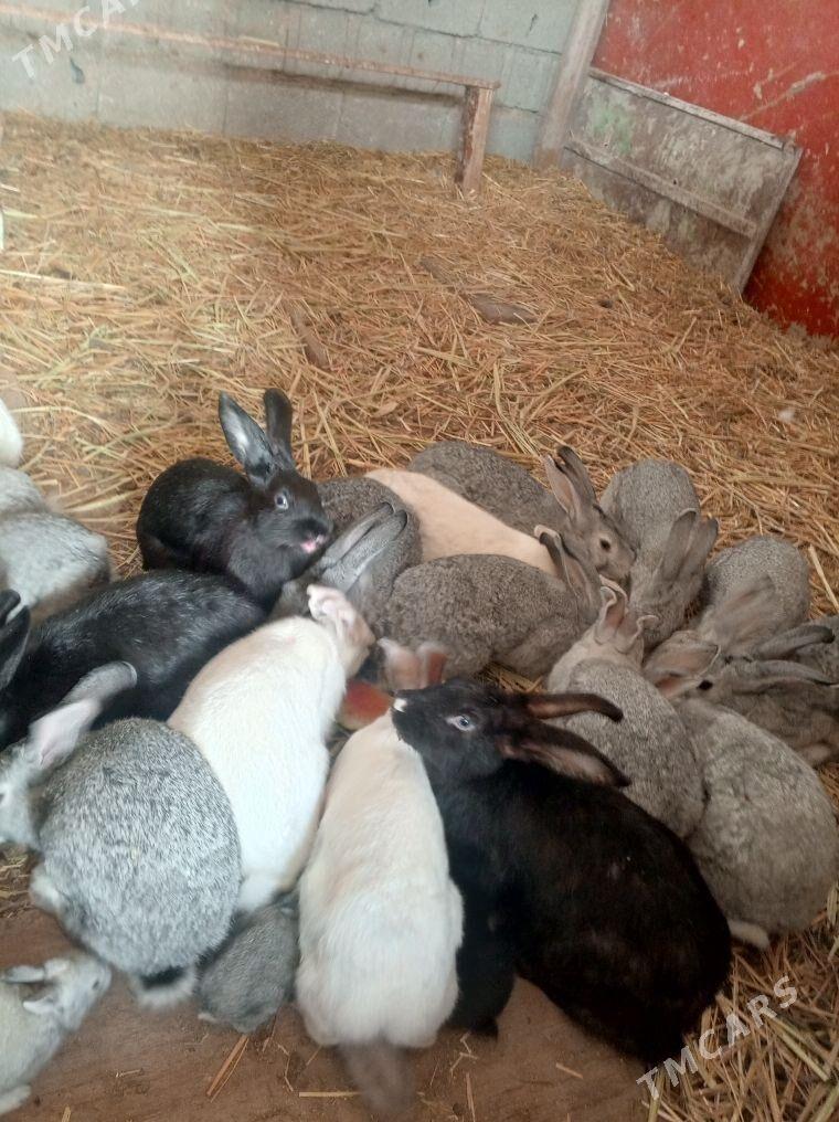 towsan - Ak bugdaý etraby - img 2