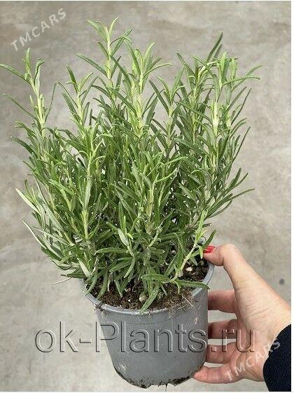 Розмарин - Кипджак - img 2