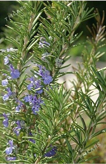 Розмарин - Кипджак - img 1