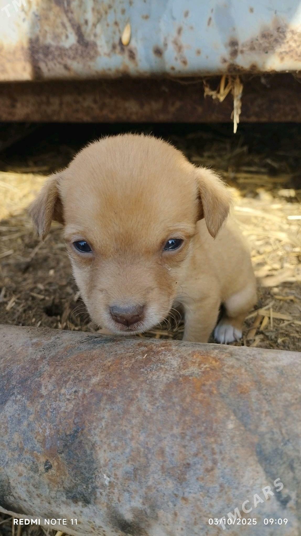 Güjük - Теджен - img 1