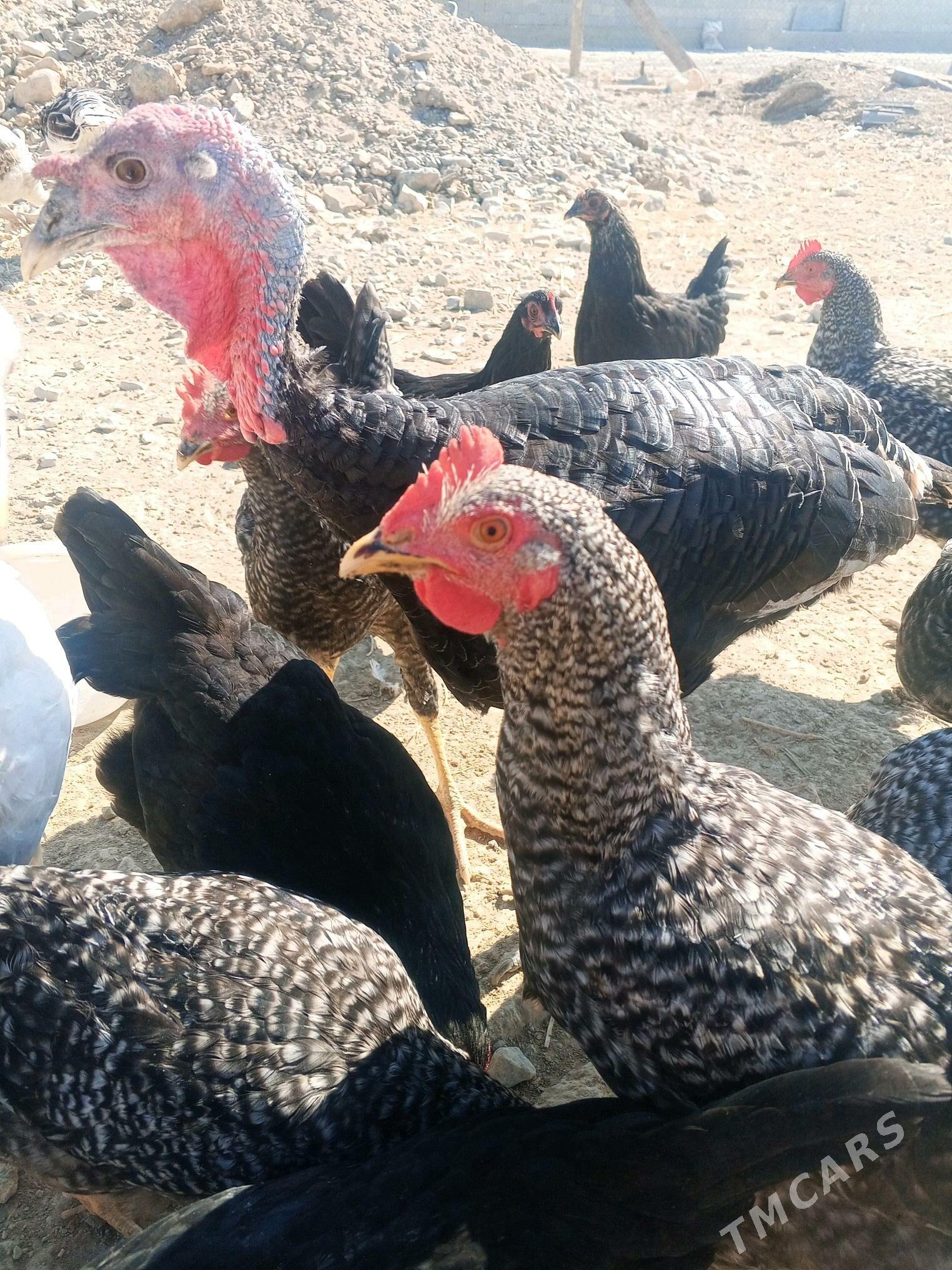 Guşlar - Gyzylarbat - img 1