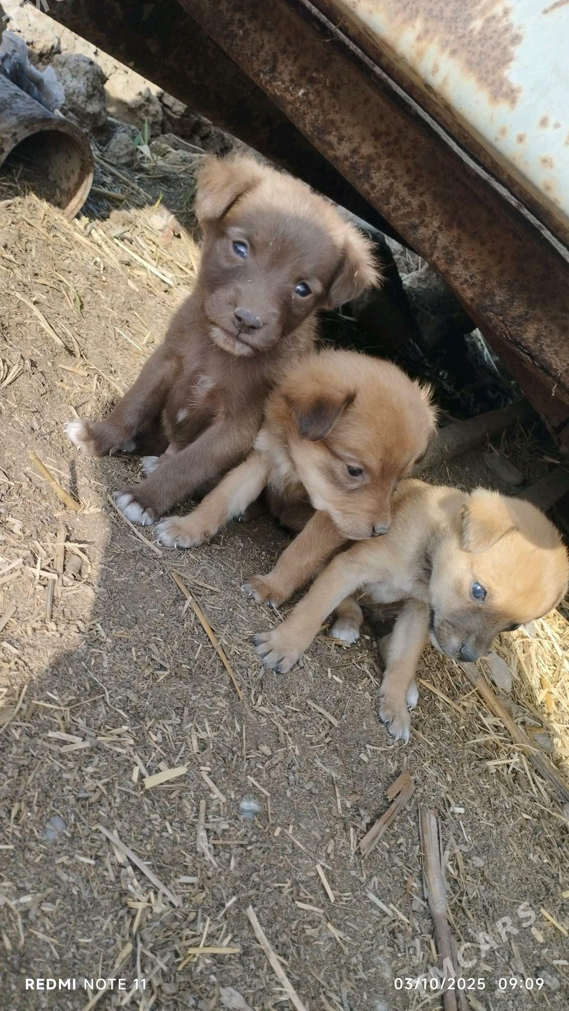 Güjük - Теджен - img 2