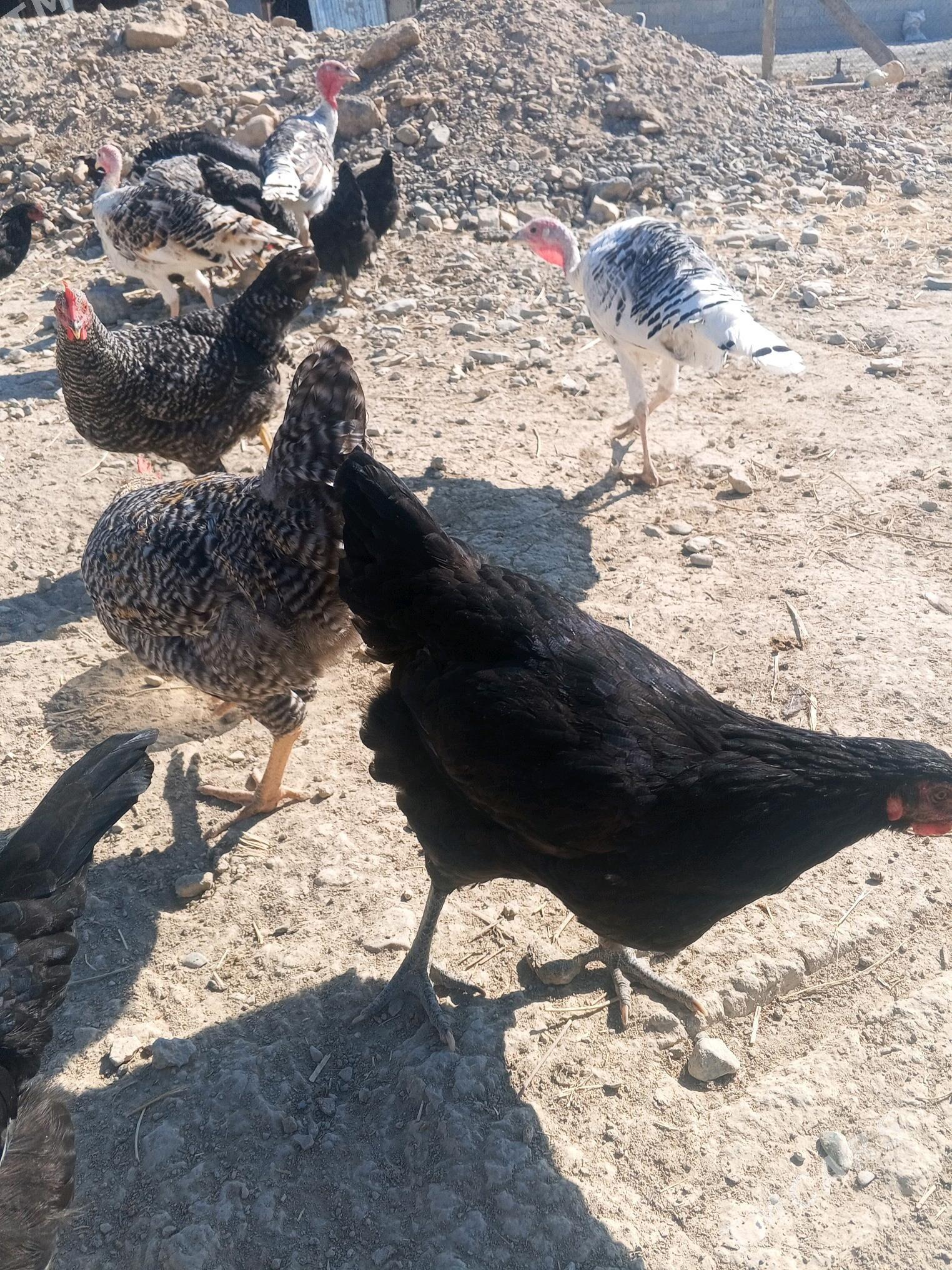 Guşlar - Gyzylarbat - img 5