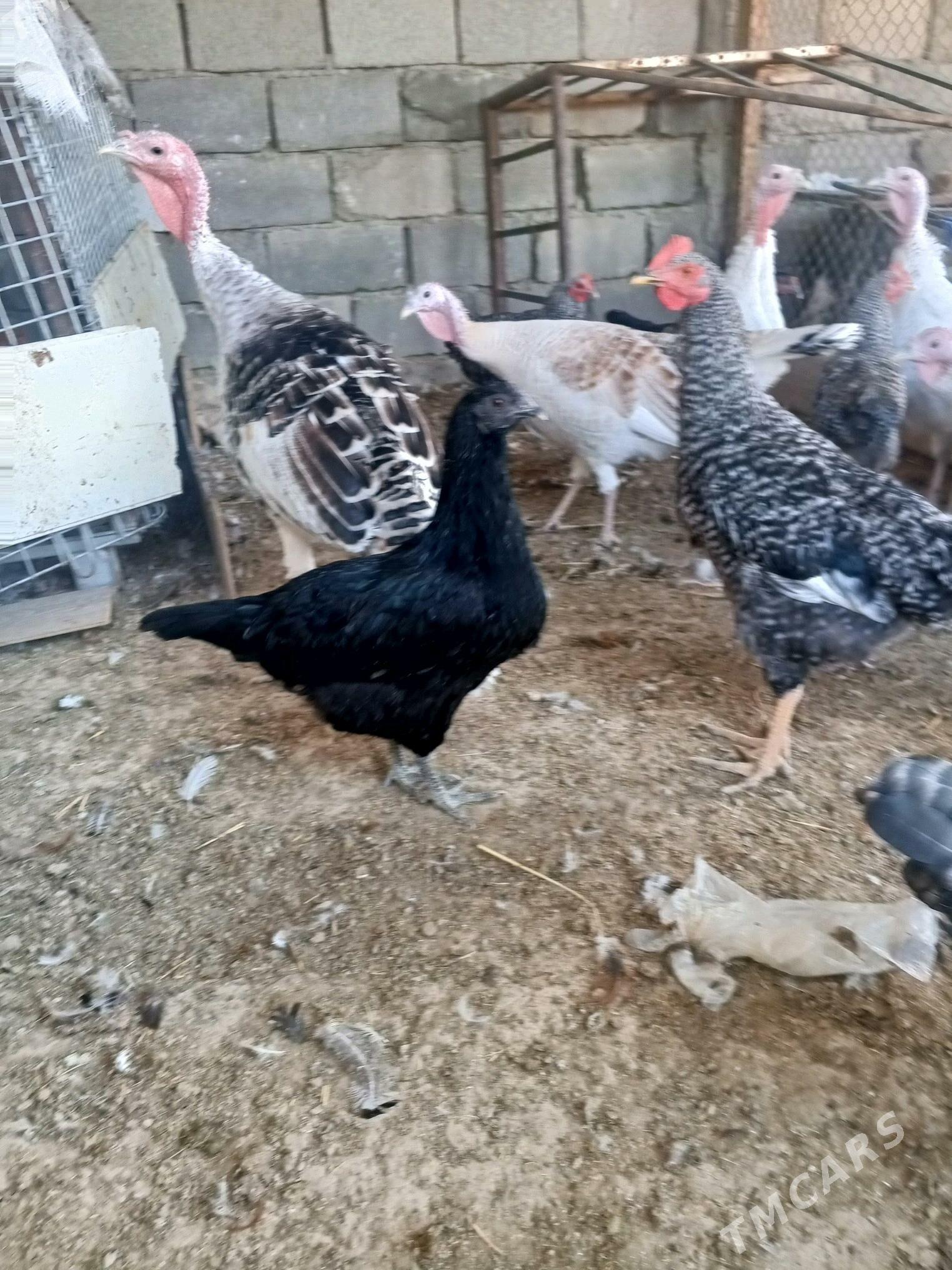 Guşlar - Gyzylarbat - img 4