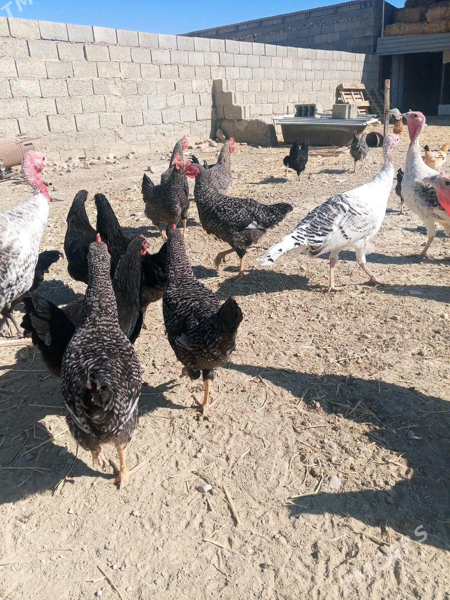 Guşlar - Gyzylarbat - img 3