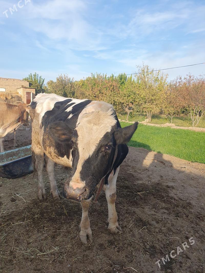 арасса галштэйн - Дянев - img 1