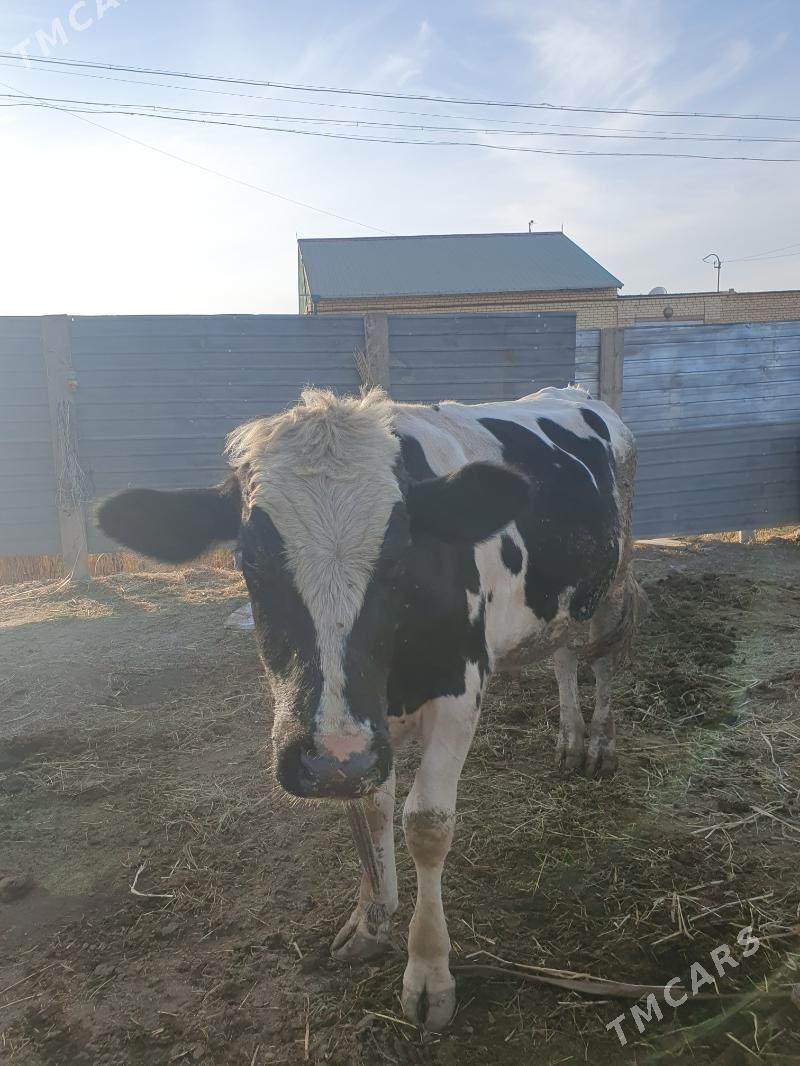 арасса галштэйн - Дянев - img 3