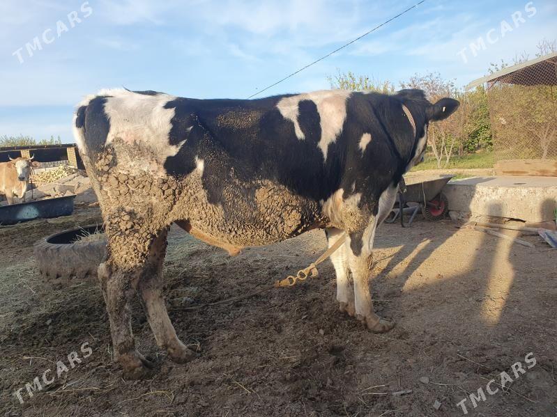 арасса галштэйн - Дянев - img 4