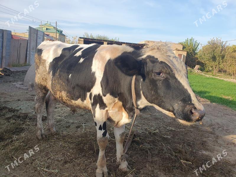 арасса галштэйн - Дянев - img 2