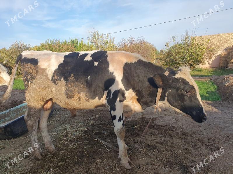 арасса галштэйн - Дянев - img 5