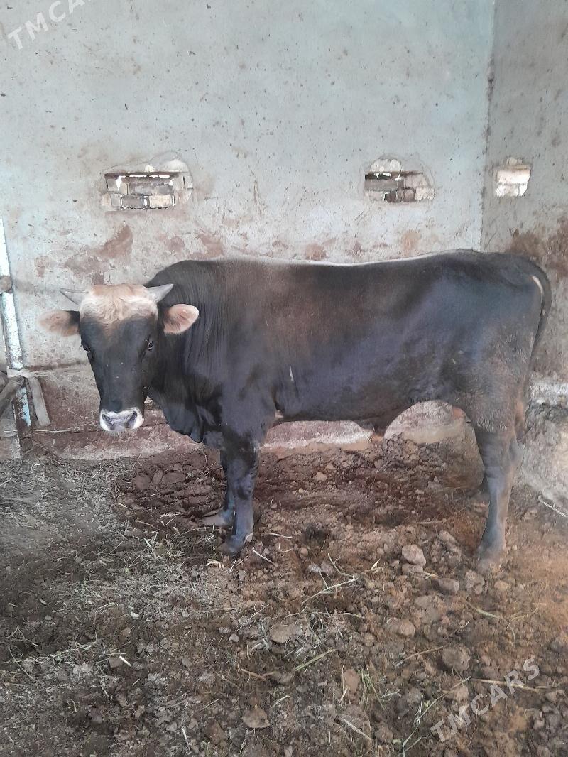 okiz swed - Мургап - img 2