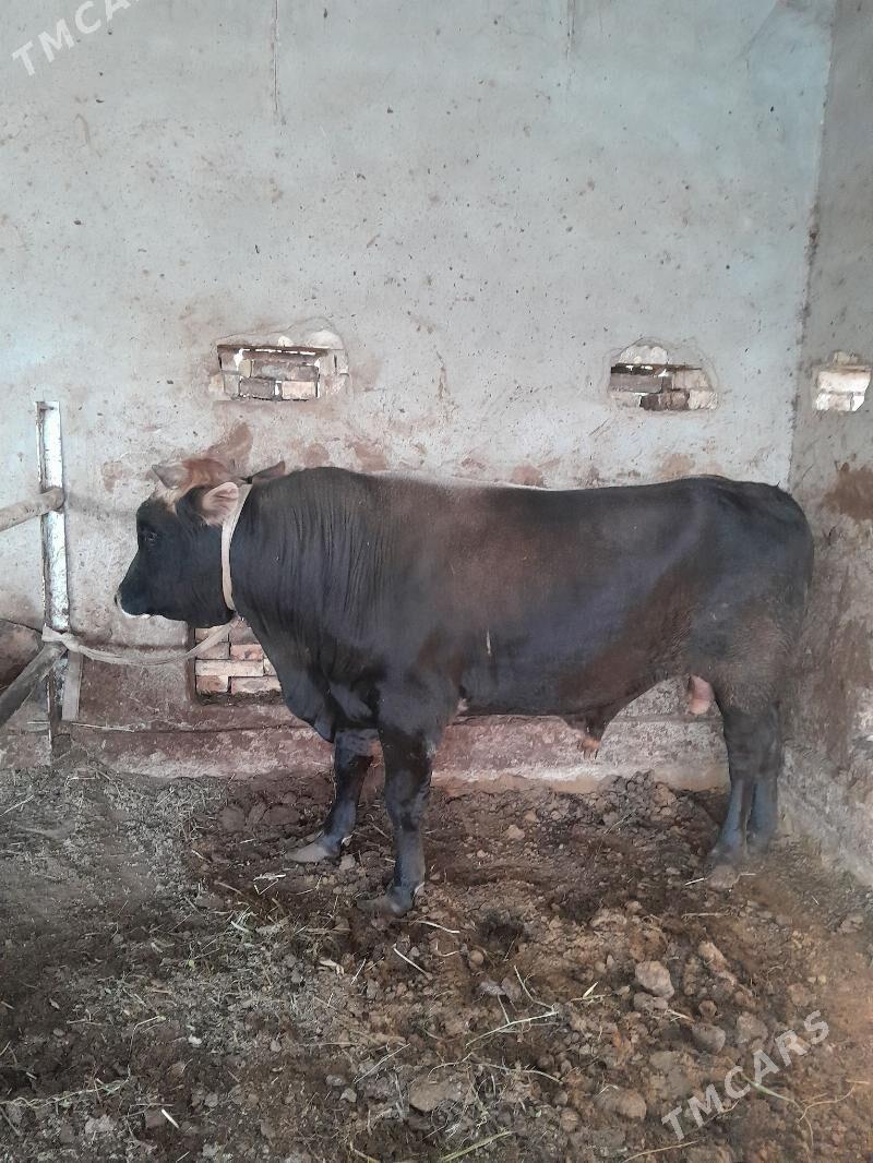 okiz swed - Мургап - img 4