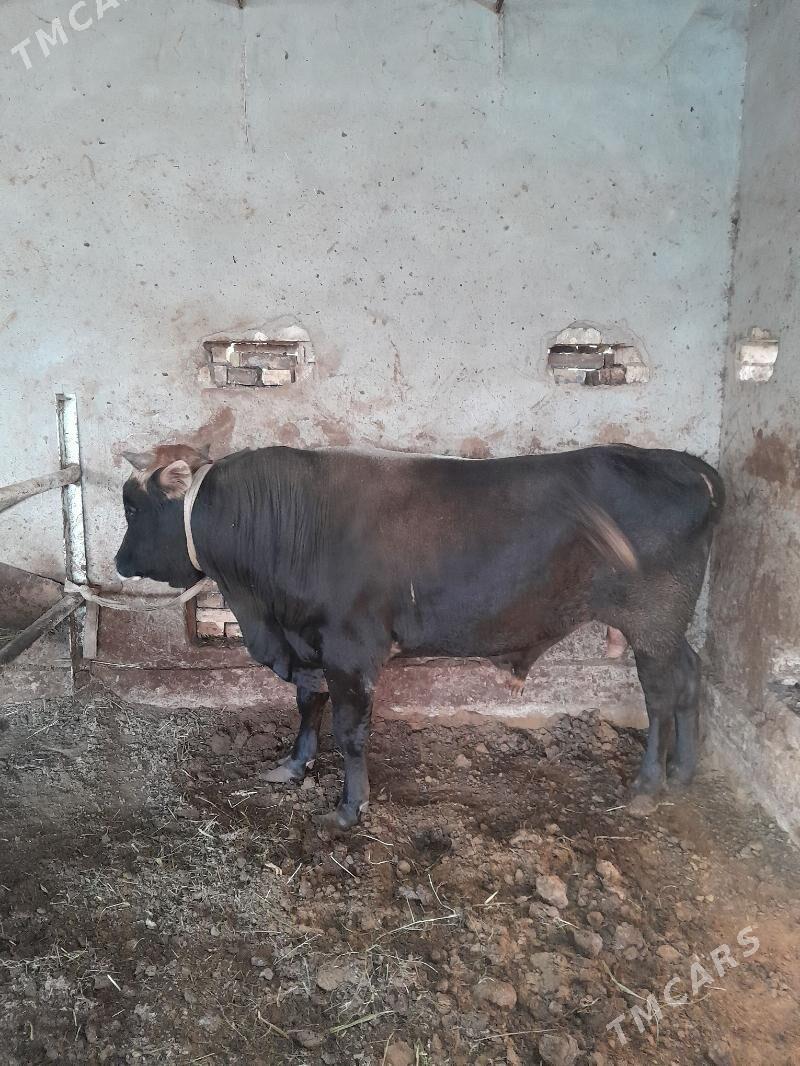 okiz swed - Мургап - img 3