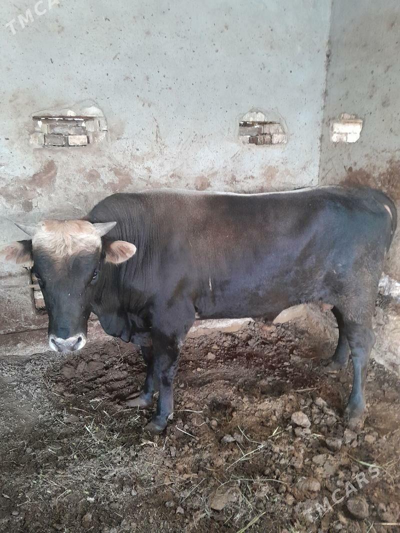 okiz swed - Мургап - img 1