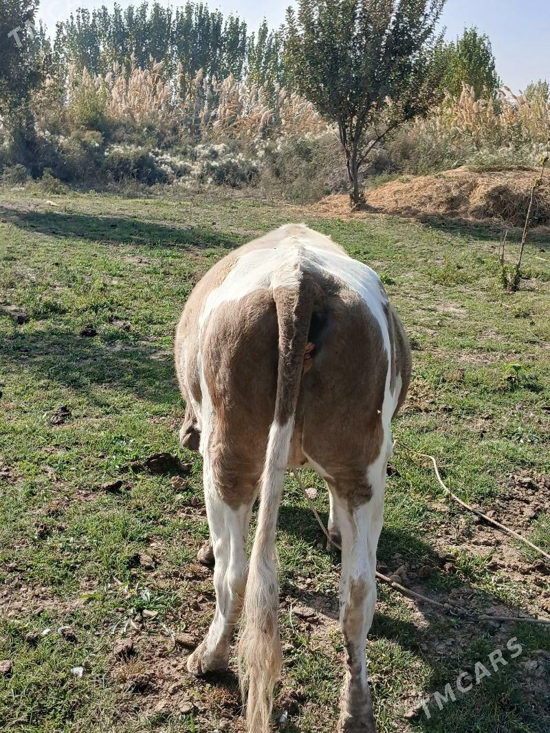 Smental gacar - Daşoguz - img 2