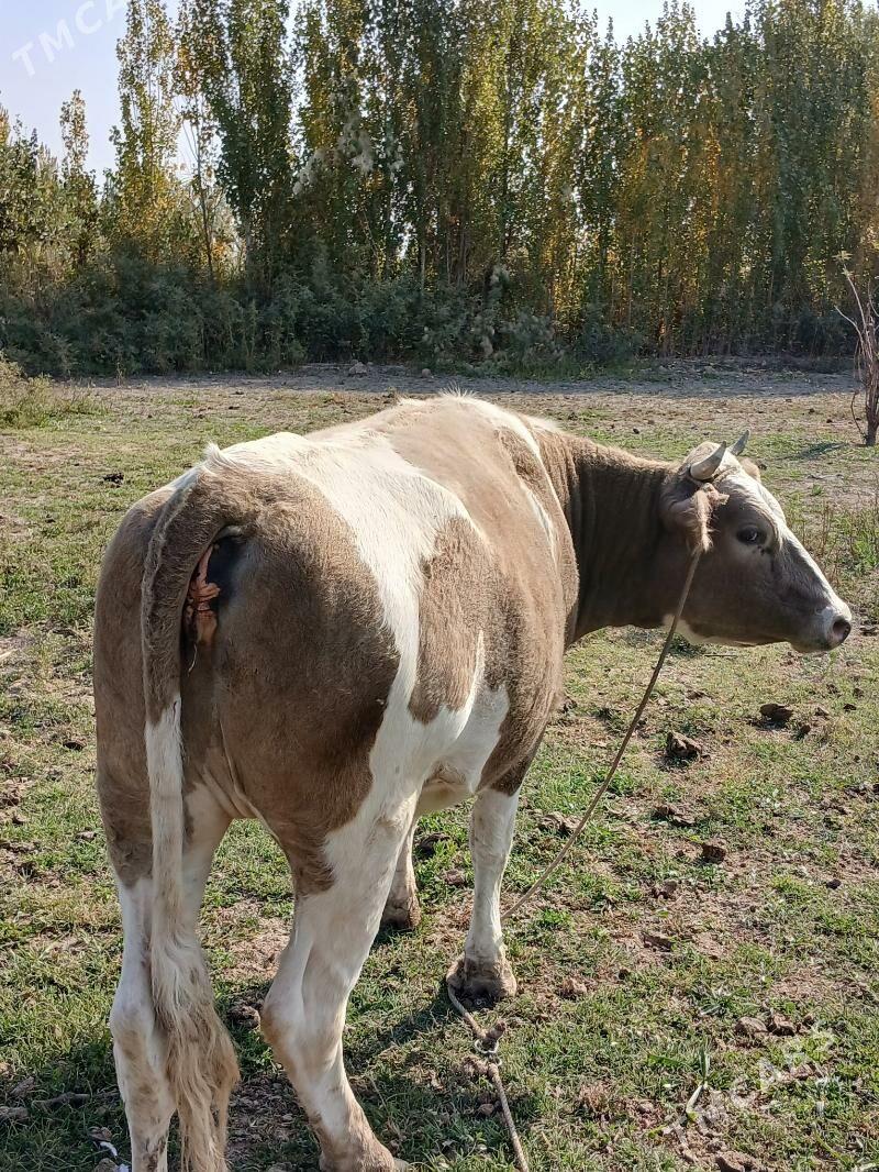 Smental gacar - Daşoguz - img 3