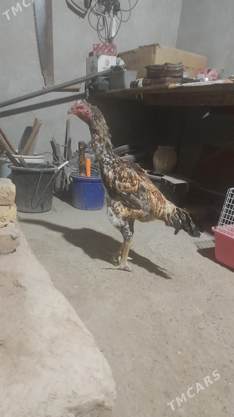 horaz - Türkmenabat - img 1
