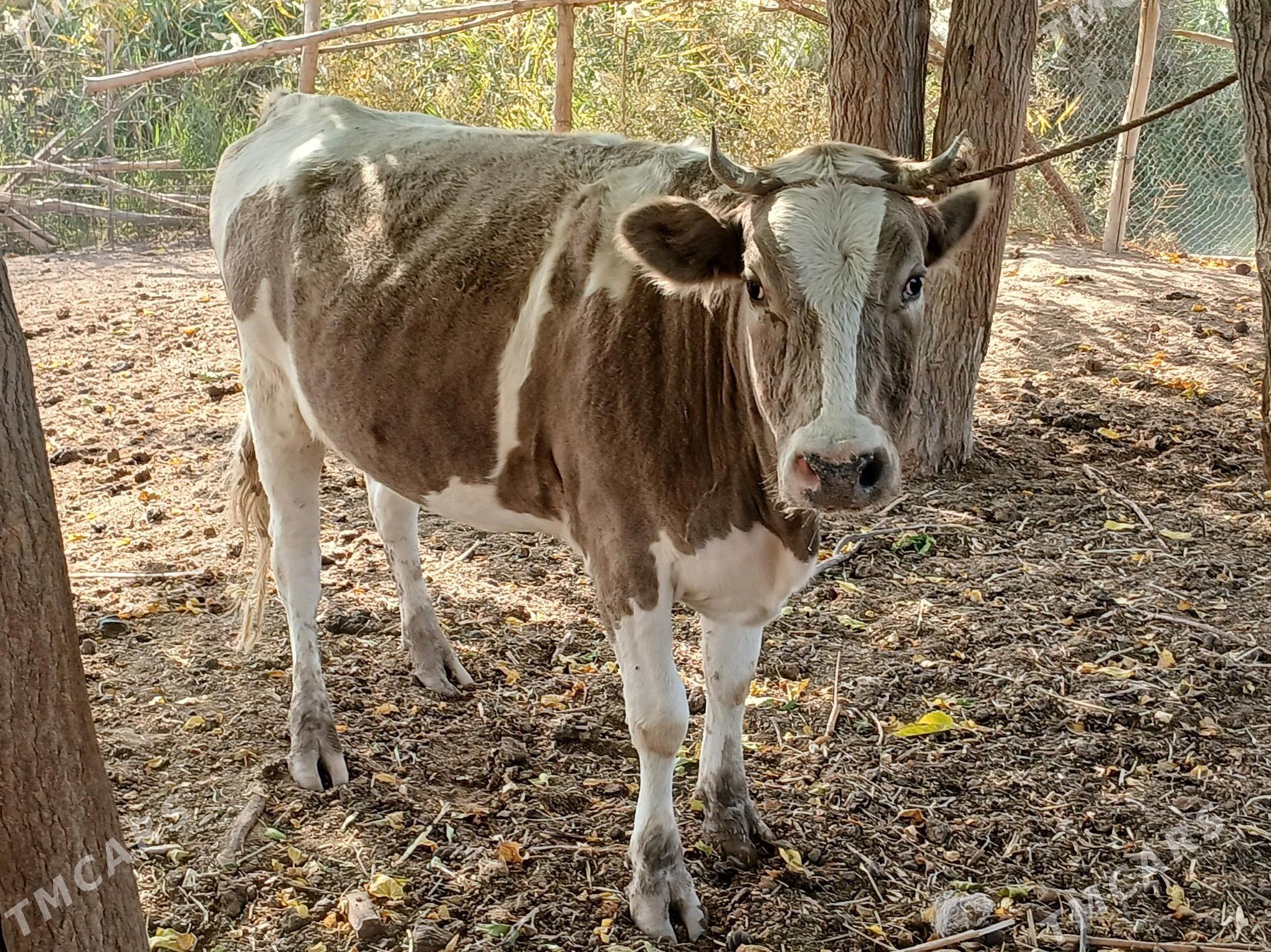 Smental gacar - Daşoguz - img 4